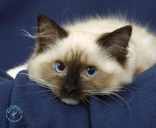 ragdoll cats