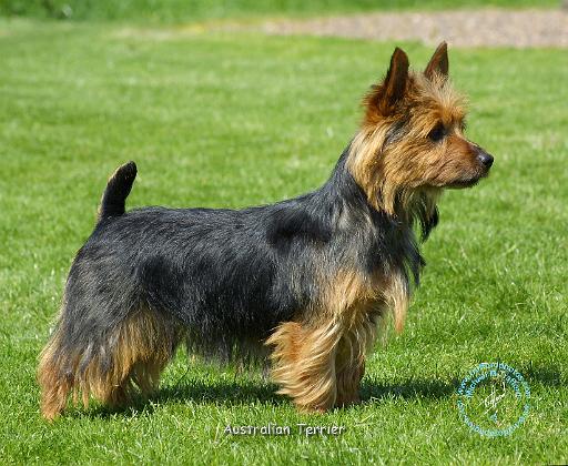 Mousematuk/Dogs/Australian Terrier/Australian Terrier 9R044D-62