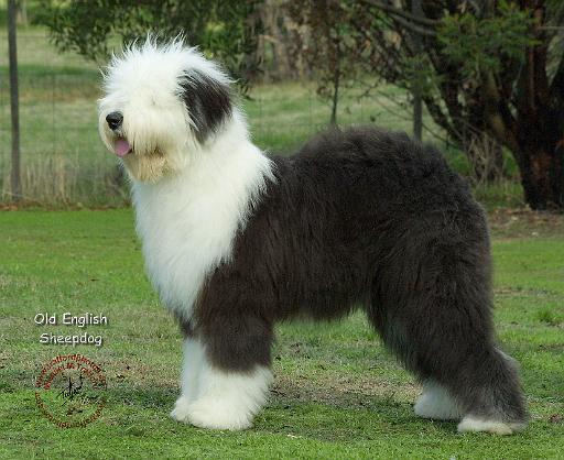 ... mat designs/Dogs/Old English Sheepdog/Old English Sheepdog 9F055D-17