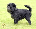 Affenpinscher