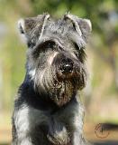 Schnauzer