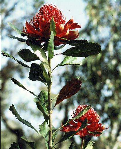 Waratah.jpg