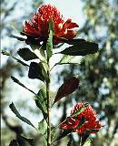 Waratah